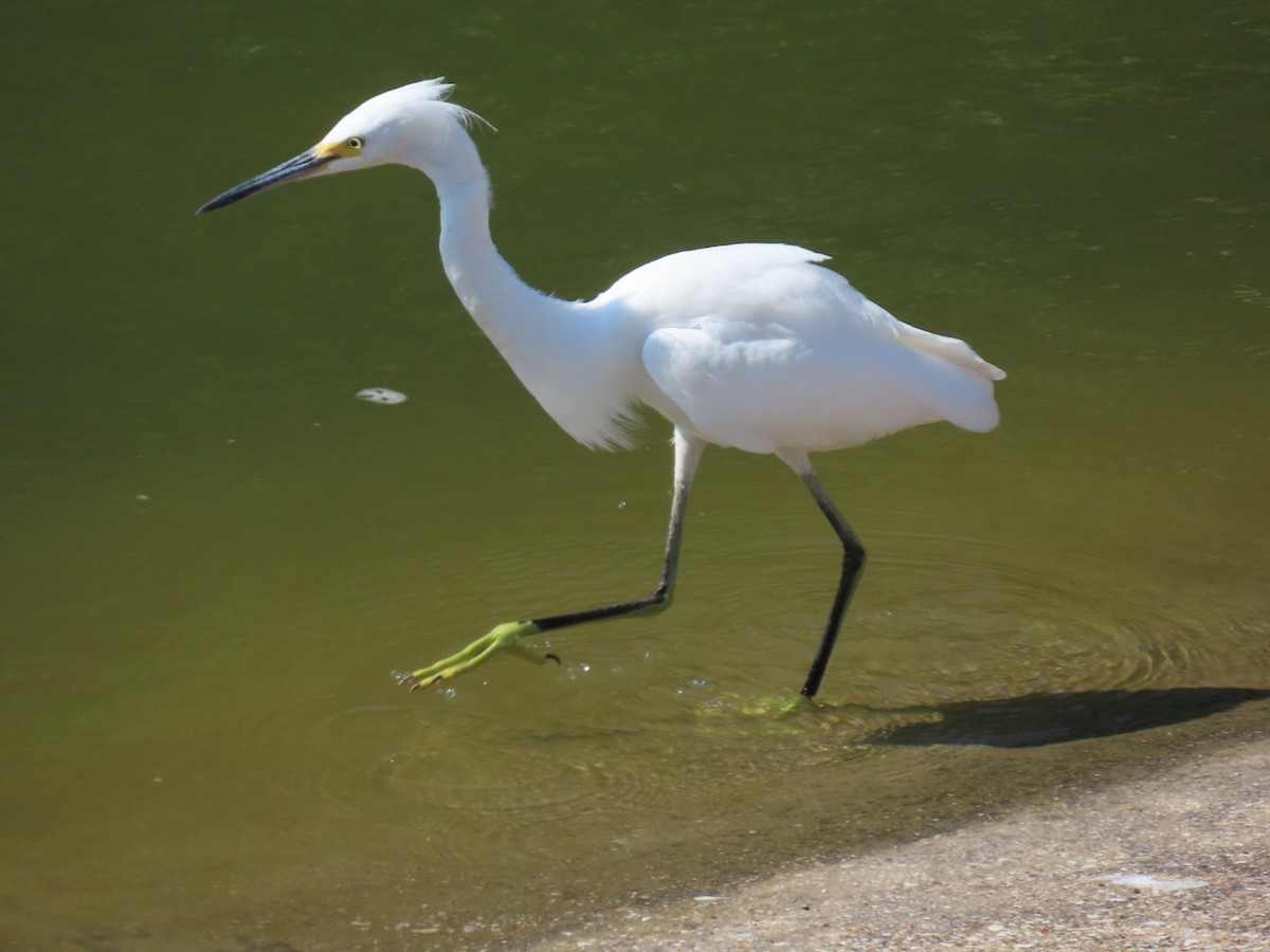 Snowy Egret - ML647112243