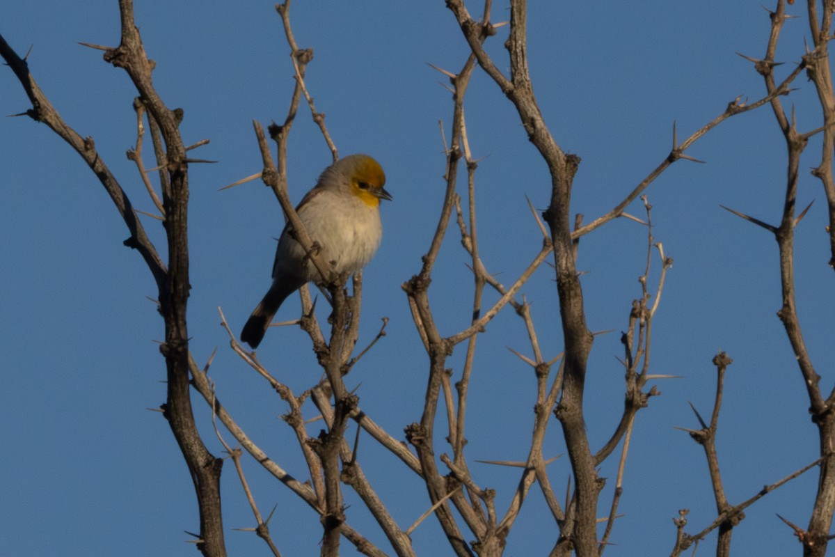 Verdin - ML647112244