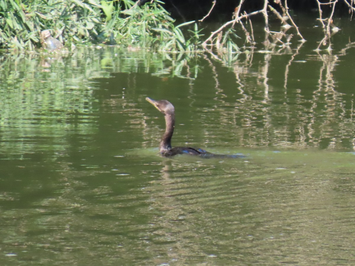 Neotropic Cormorant - ML647112246