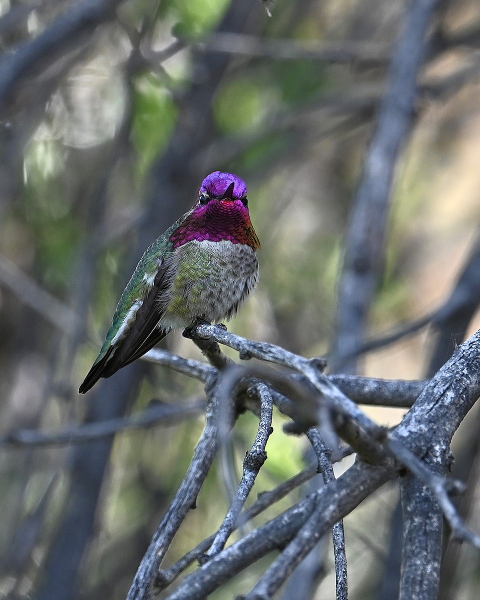 Anna's Hummingbird - ML647112247