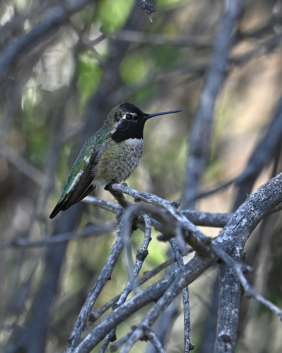 Anna's Hummingbird - ML647112248