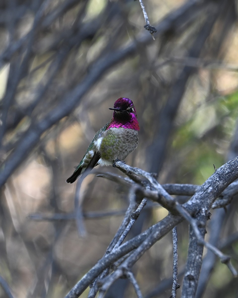 Anna's Hummingbird - ML647112249