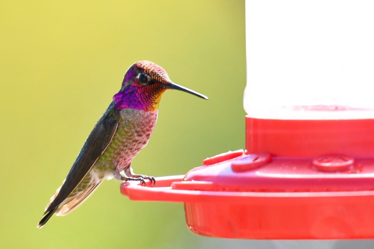 Anna's Hummingbird - ML647112250