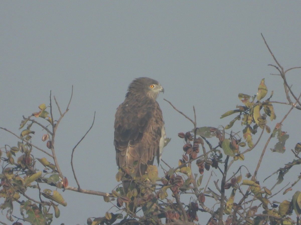 Short-toed Snake-Eagle - ML647112252