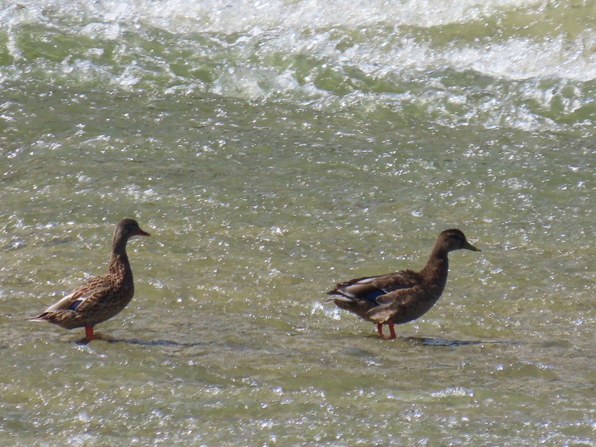 Mallard - ML647112253