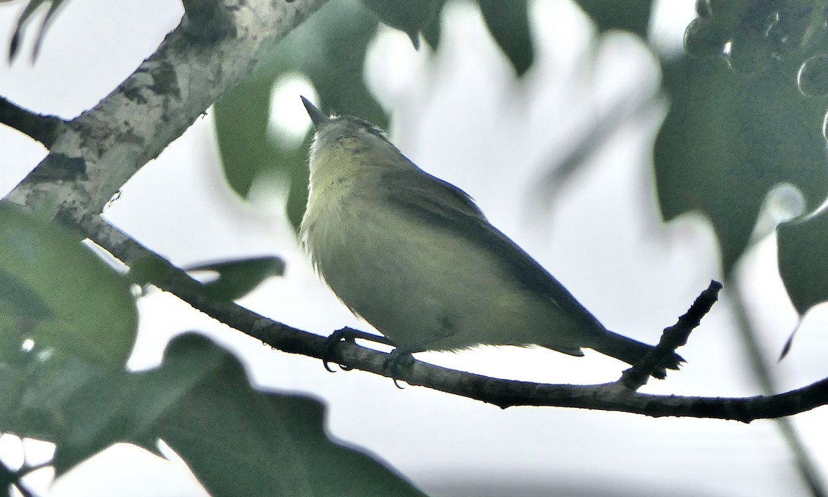 Bireo filadelfiarra - ML647112254