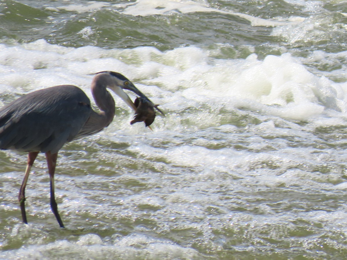 Great Blue Heron - ML647112255
