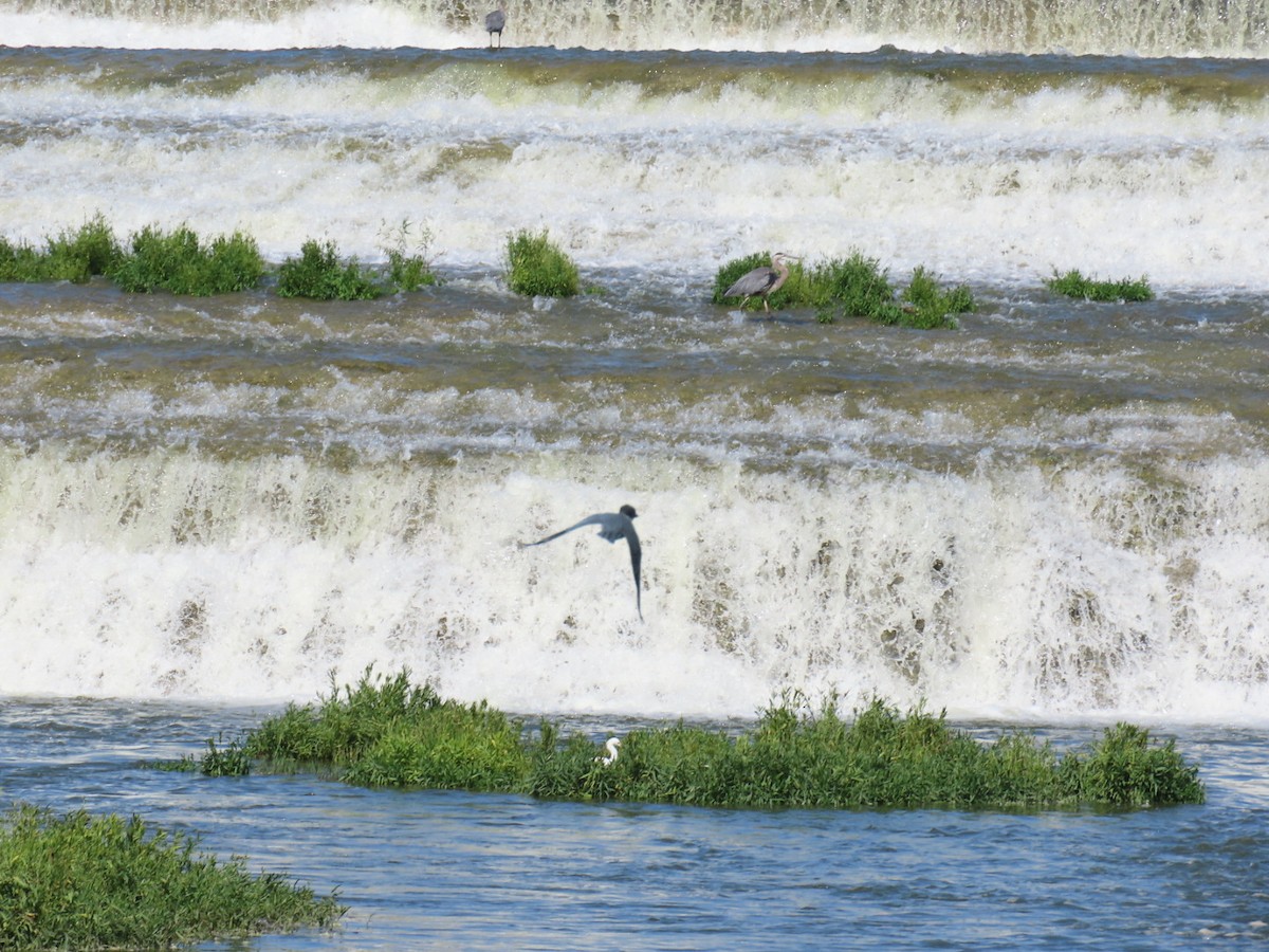 שלדג אמריקני - ML647112259
