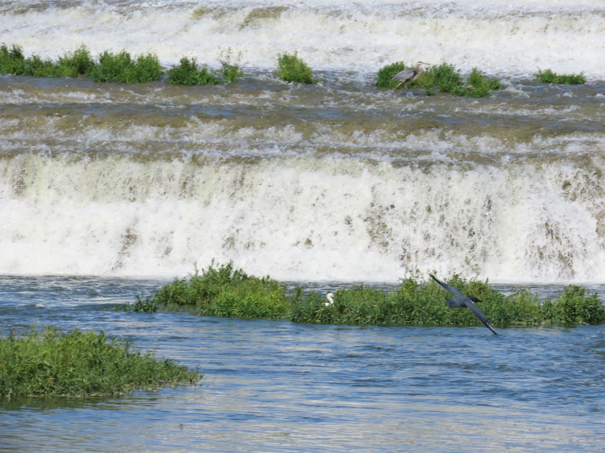 שלדג אמריקני - ML647112267