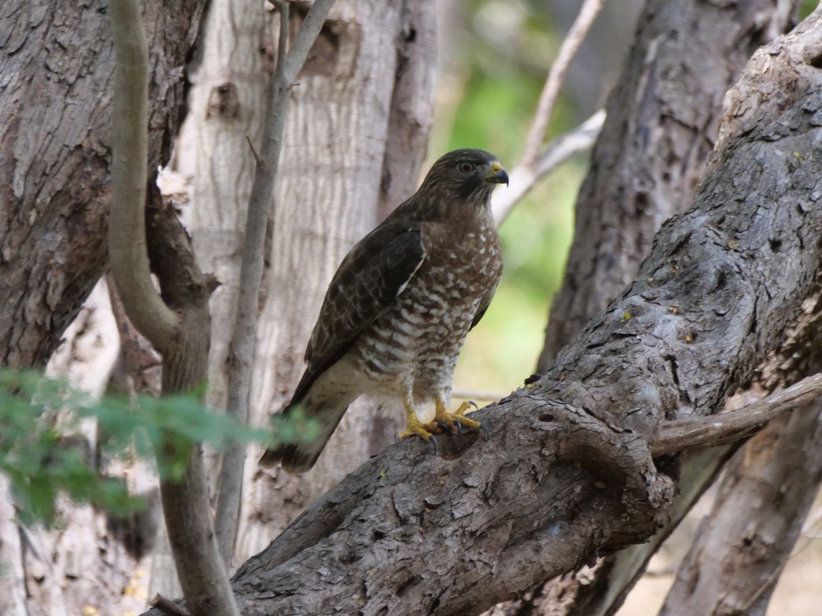 Broad-winged Hawk - ML647112268