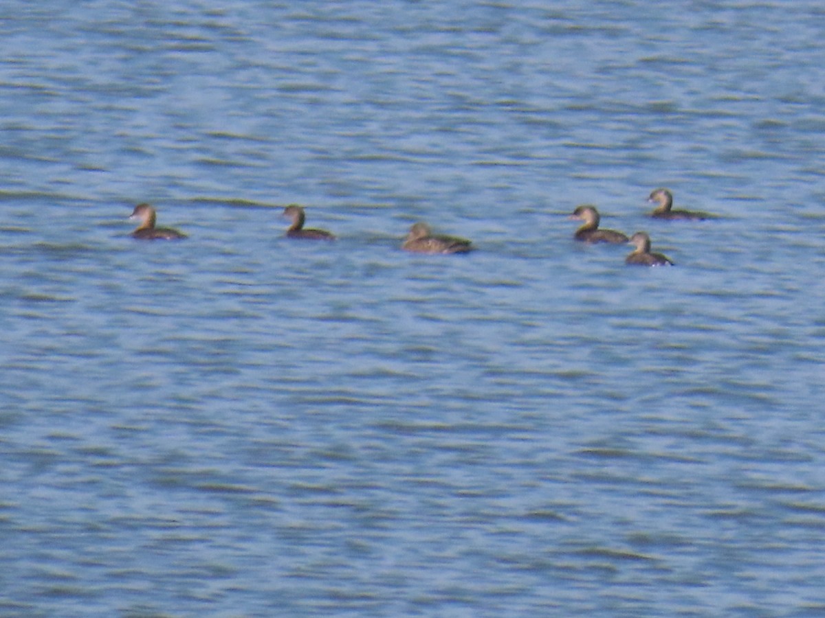 Pied-billed Grebe - ML647112272
