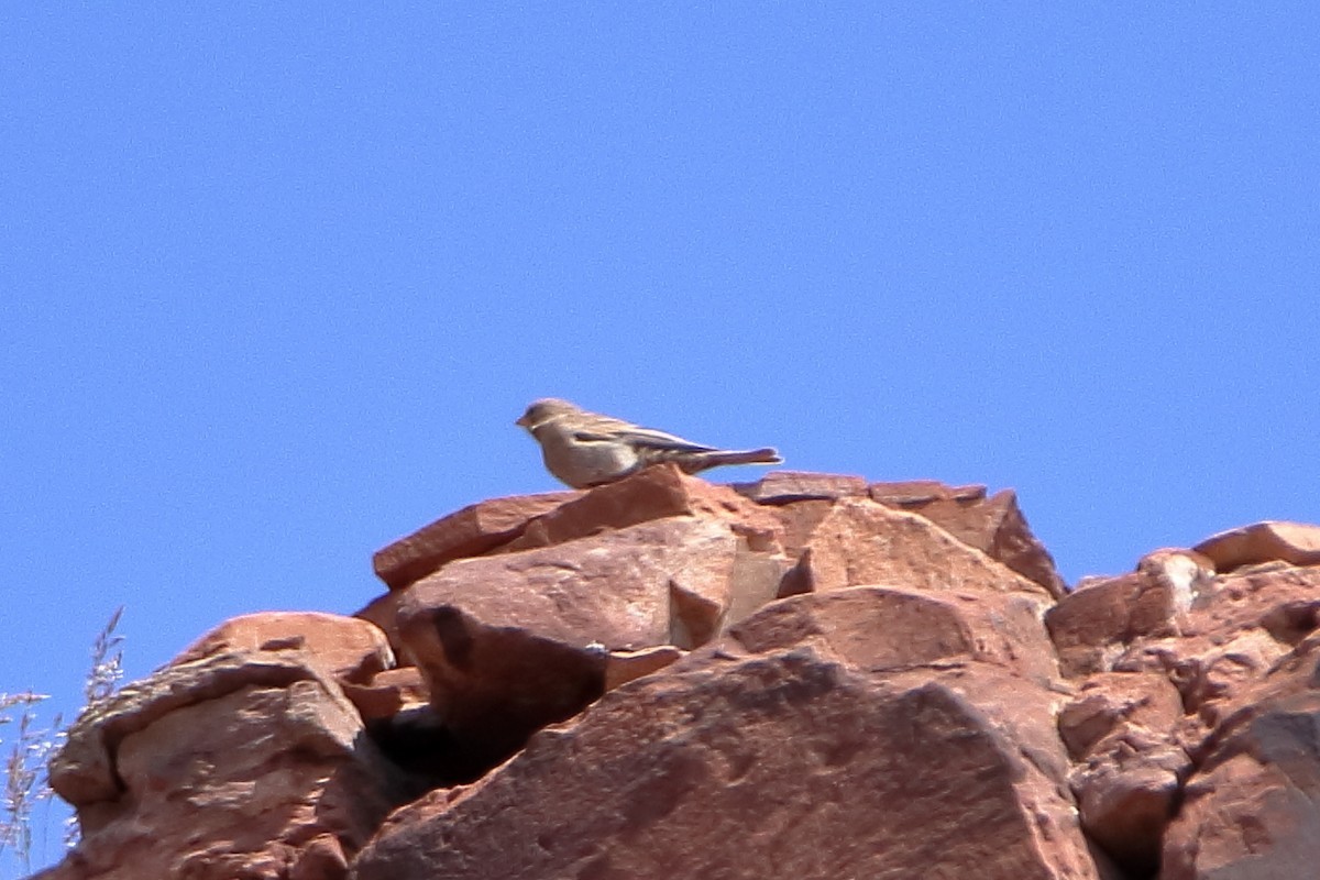 pěnkavice coloradská - ML647112279