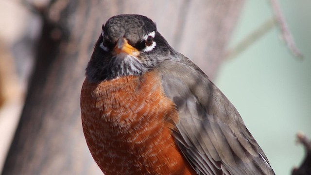 Дрізд мандрівний - ML647112283