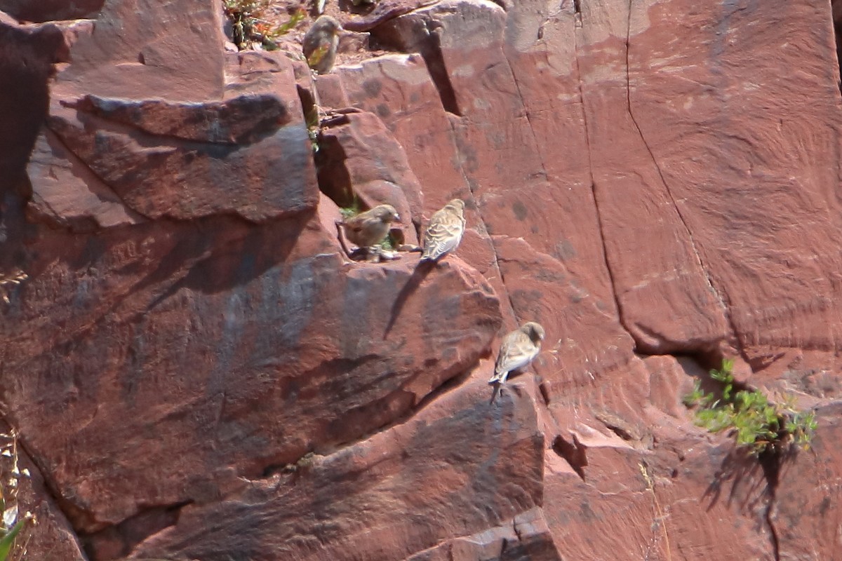 pěnkavice coloradská - ML647112285