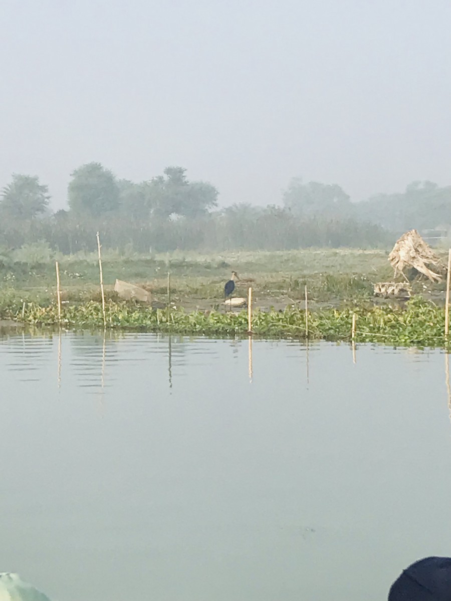 Марабу яванський - ML647112287