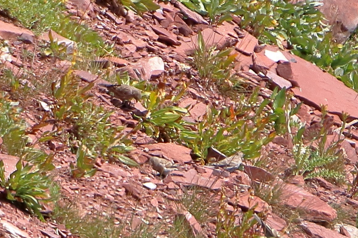 Brown-capped Rosy-Finch - ML647112289
