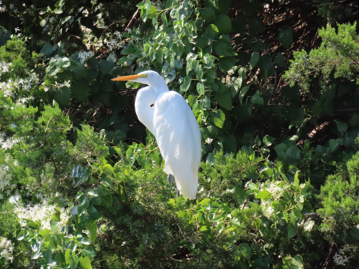 Чапля велика - ML647112290