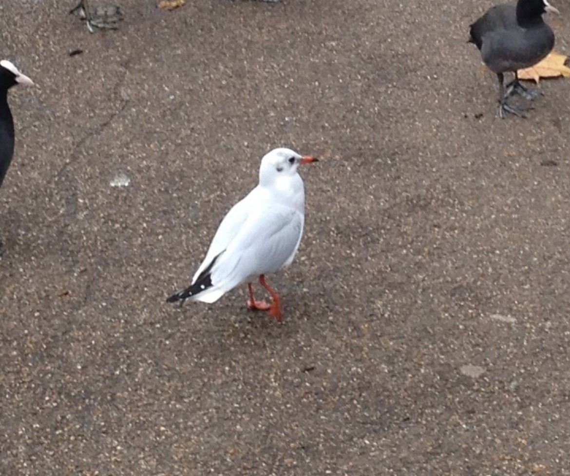 Мартин звичайний - ML647112291