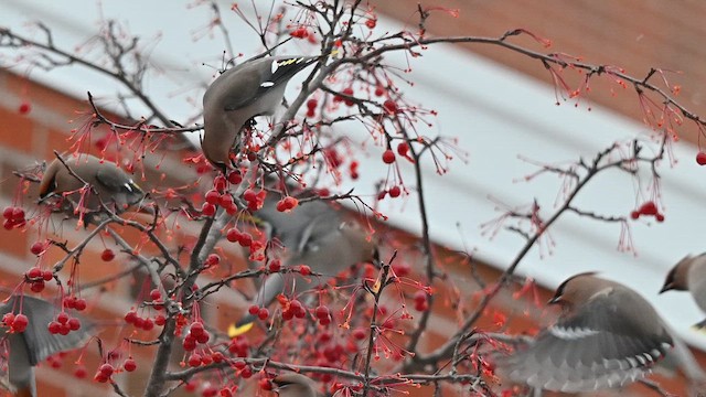 Омелюх звичайний - ML647112292