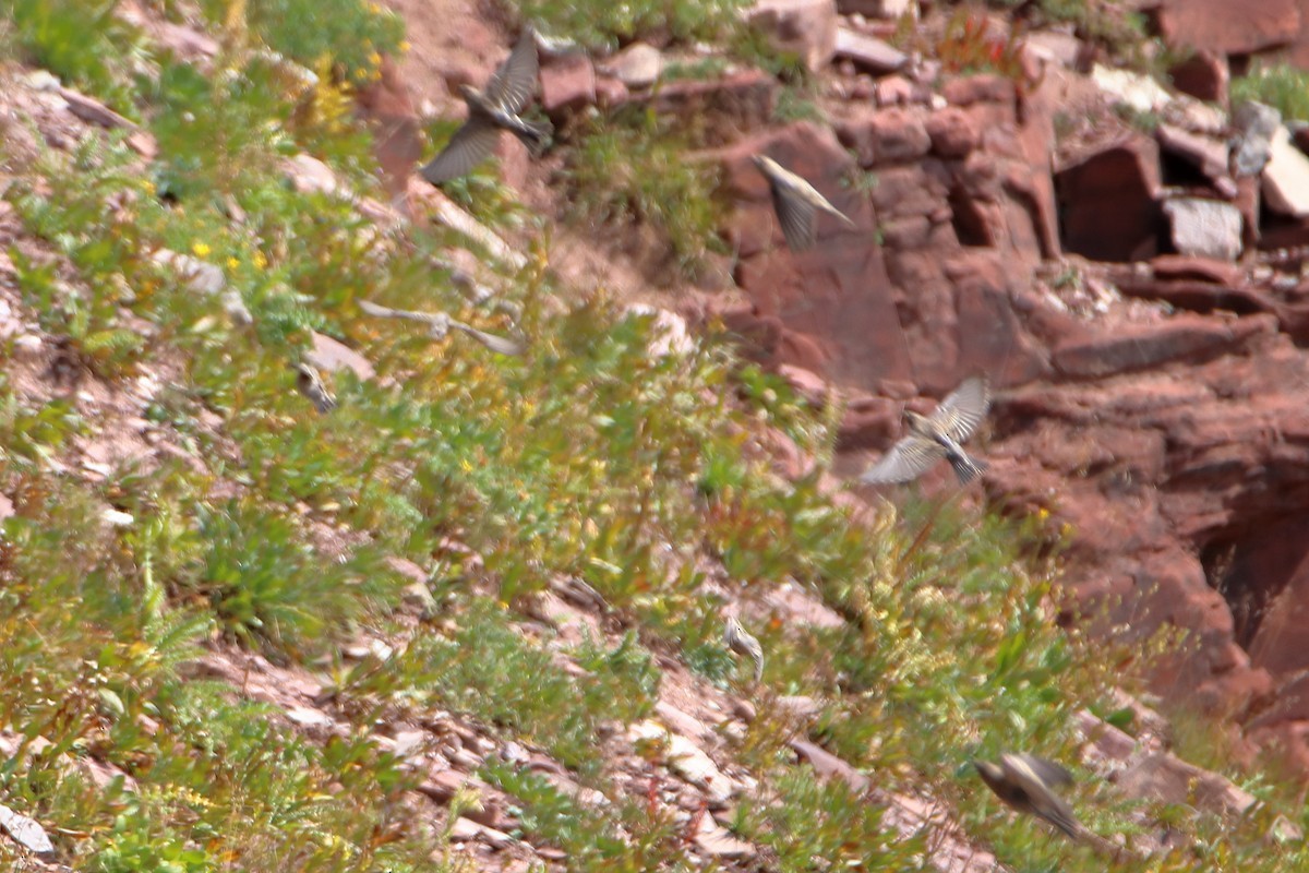 Катуньчик рожевий - ML647112293