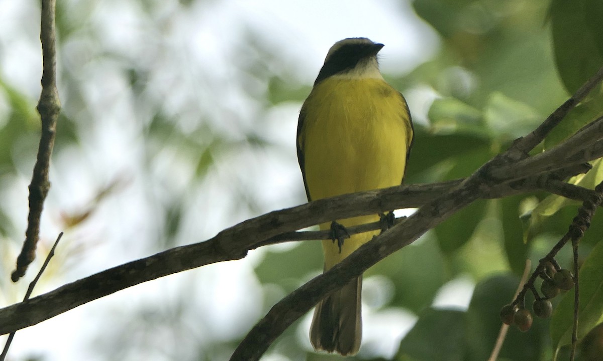 Бієнтевіо червоноголовий - ML647112294