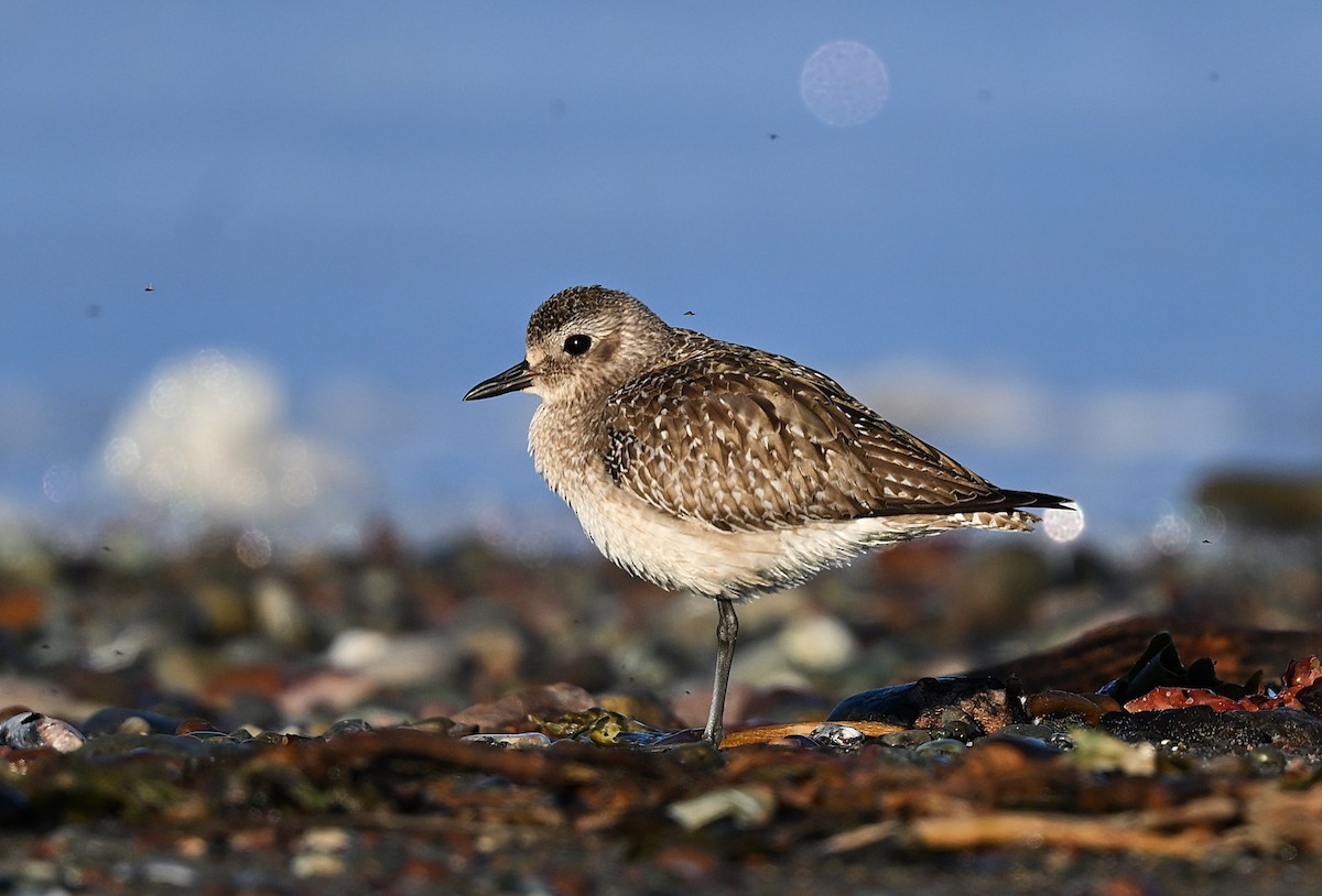 Сивка морська - ML647112295