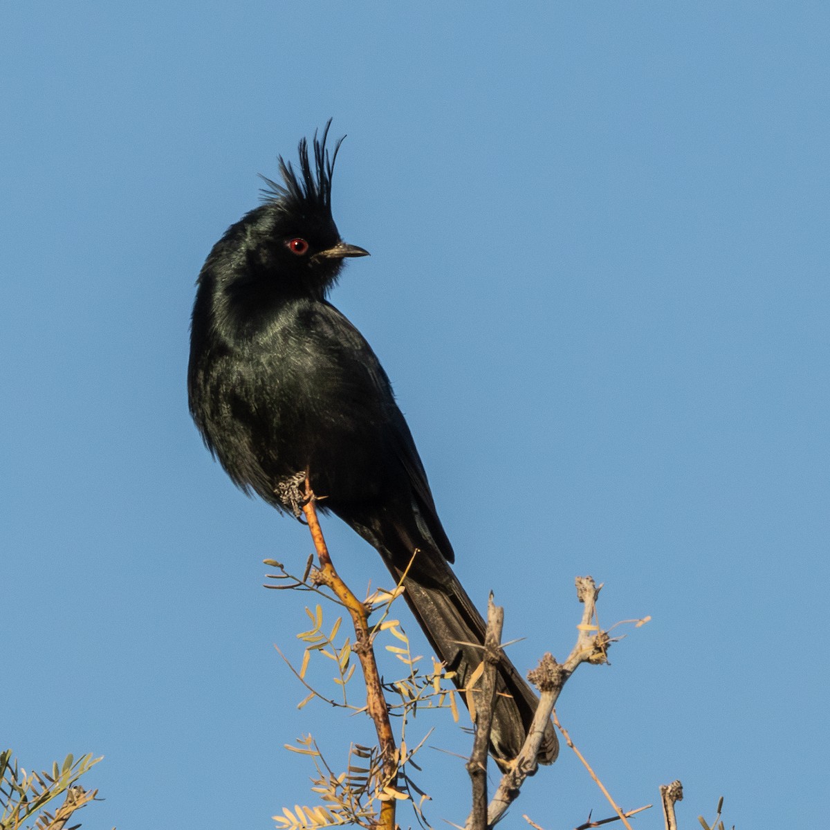 Чубак чорний - ML647112296