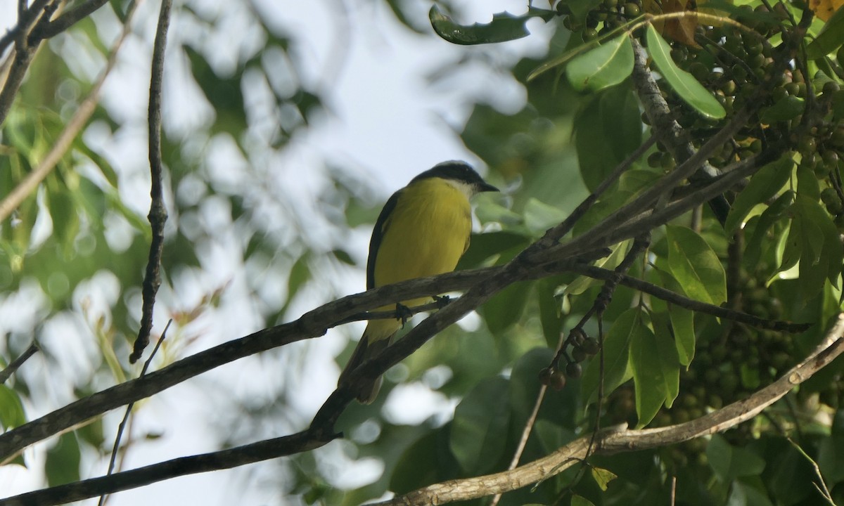 Бієнтевіо червоноголовий - ML647112298