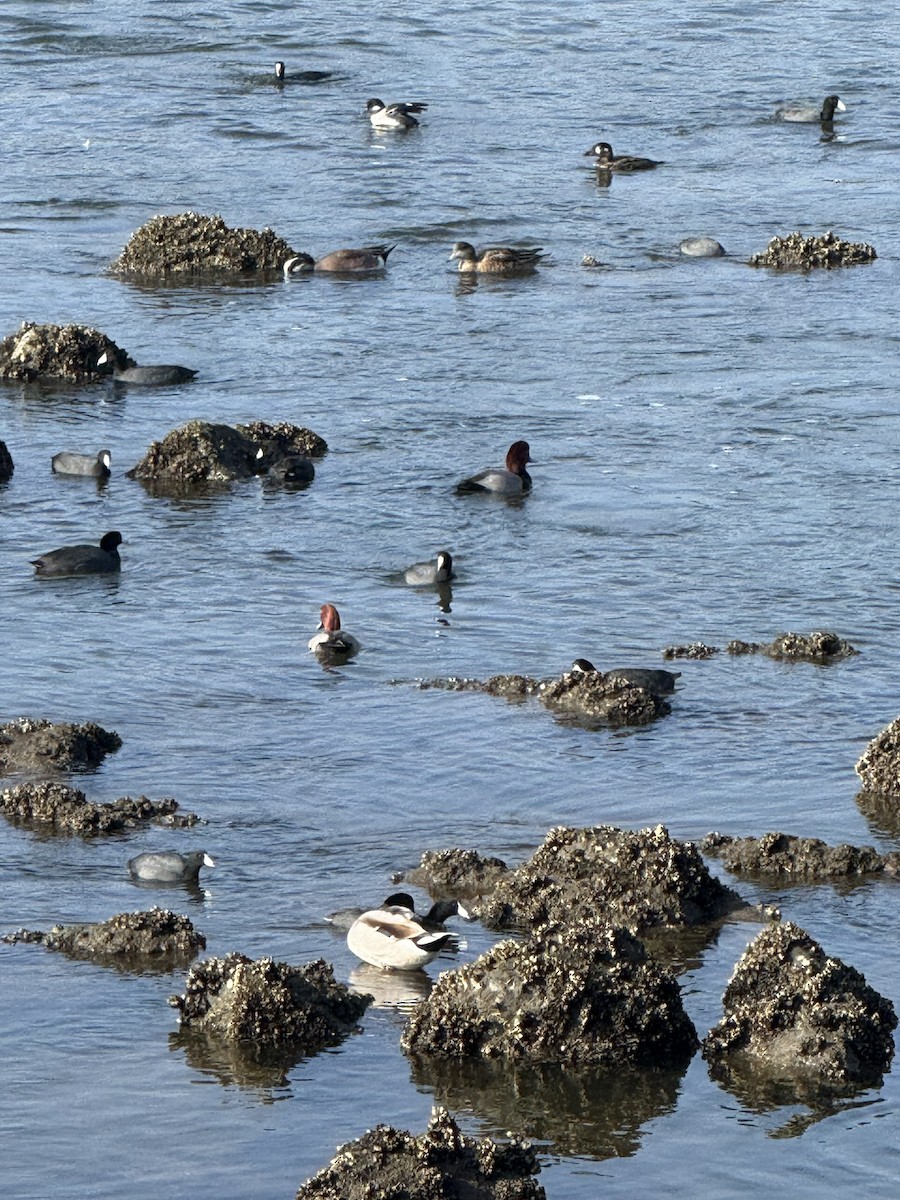 Попелюх американський - ML647112299