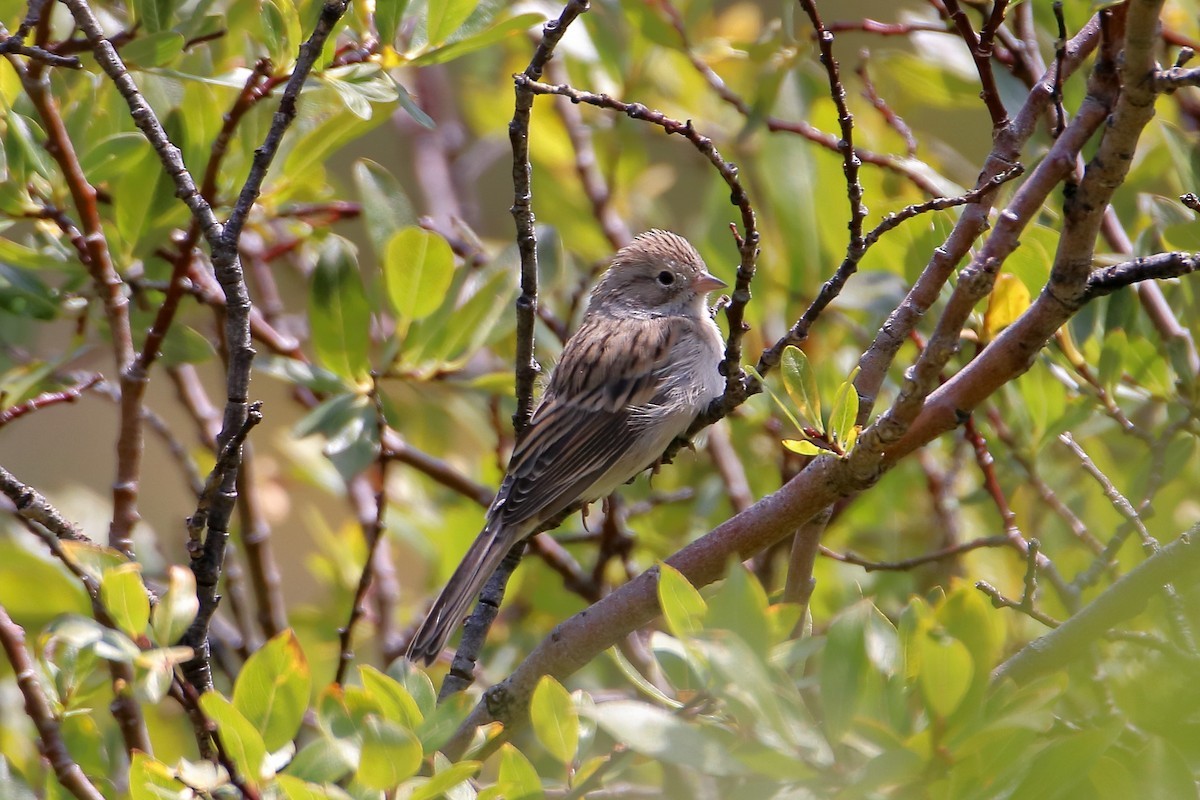Карнатка лучна - ML647112300