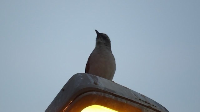 Пересмішник сивий [група gilvus] - ML647112301