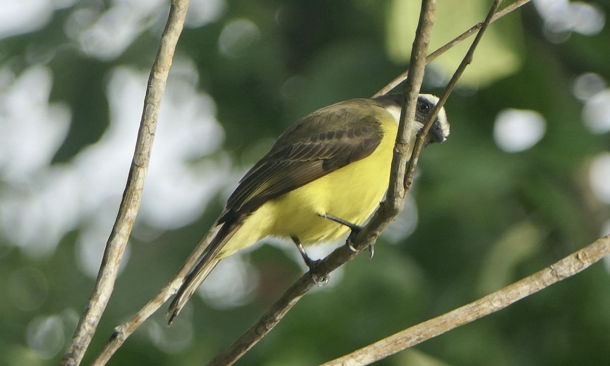 Бієнтевіо червоноголовий - ML647112302