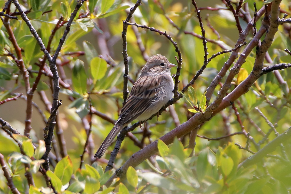 Карнатка лучна - ML647112303