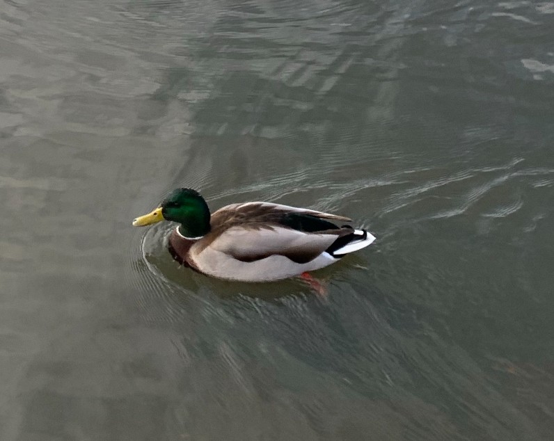 Крижень звичайний - ML647112304