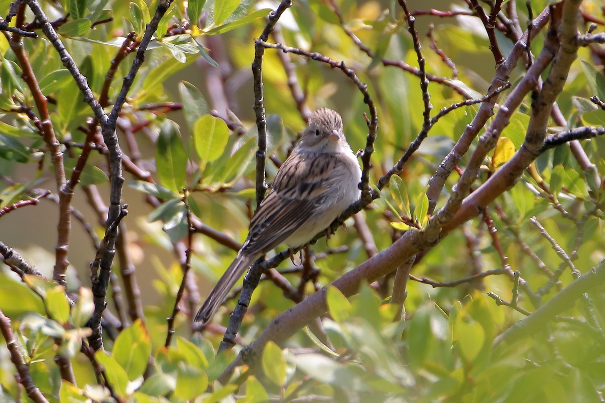 Карнатка лучна - ML647112305