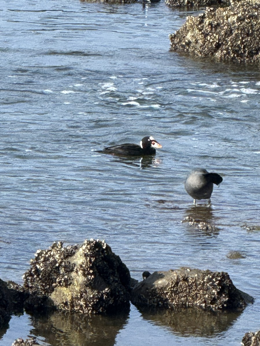 קטיפנית משברים - ML647112306
