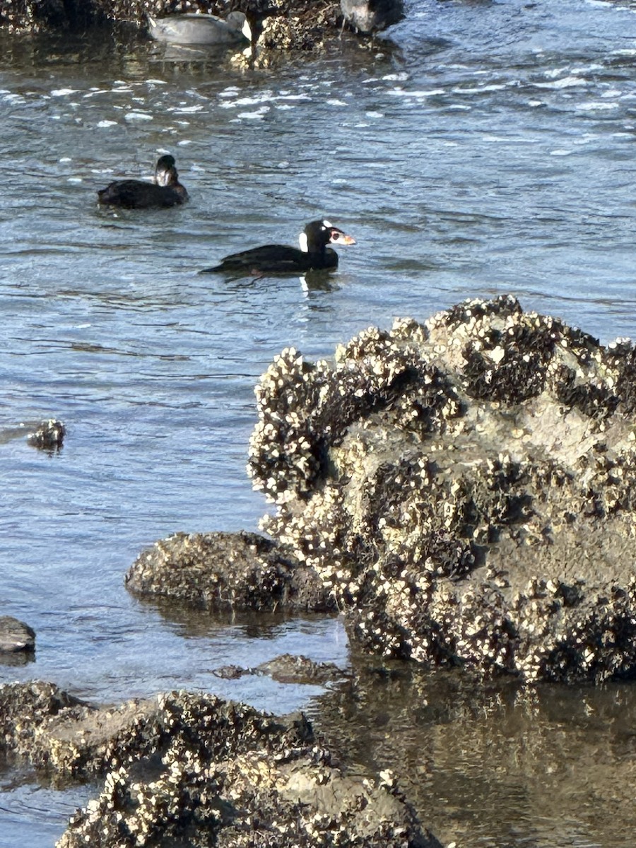 קטיפנית משברים - ML647112307