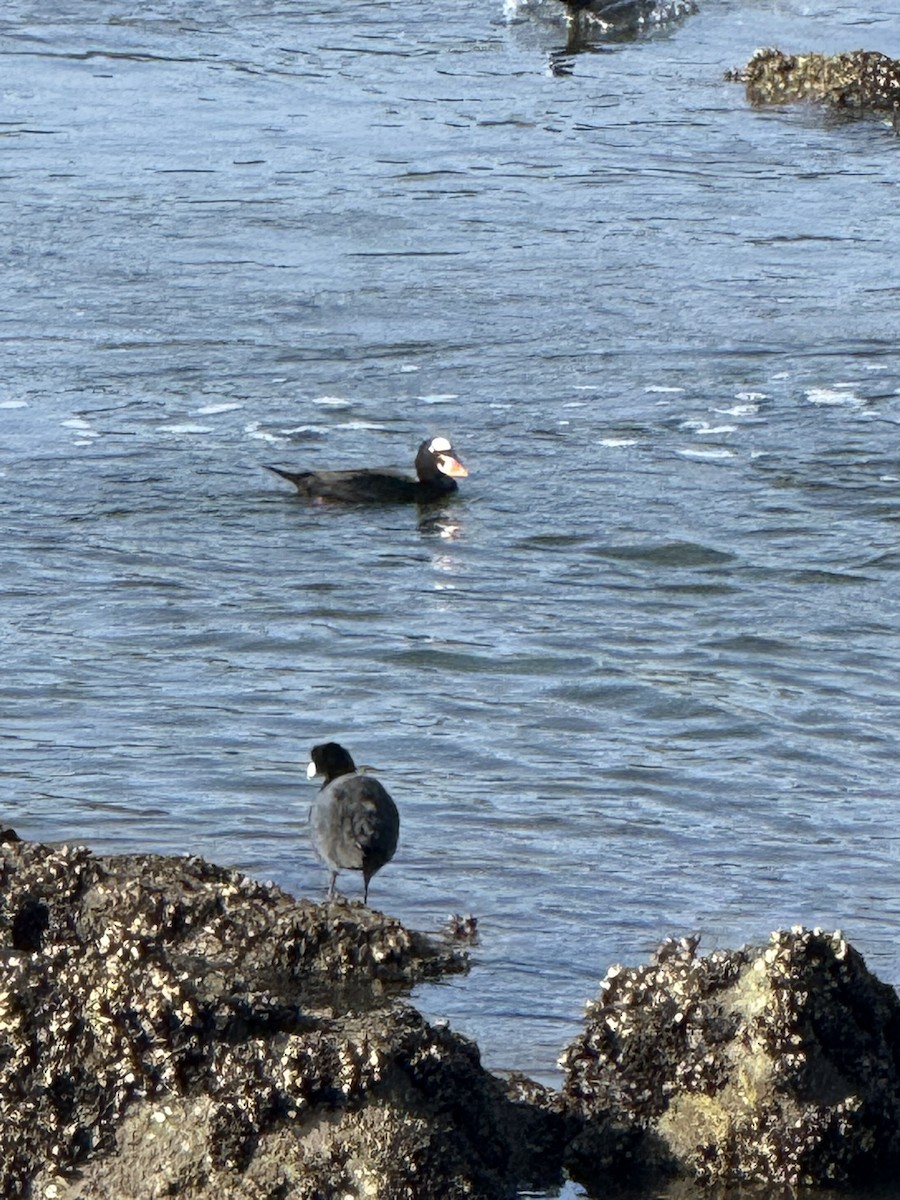 קטיפנית משברים - ML647112308