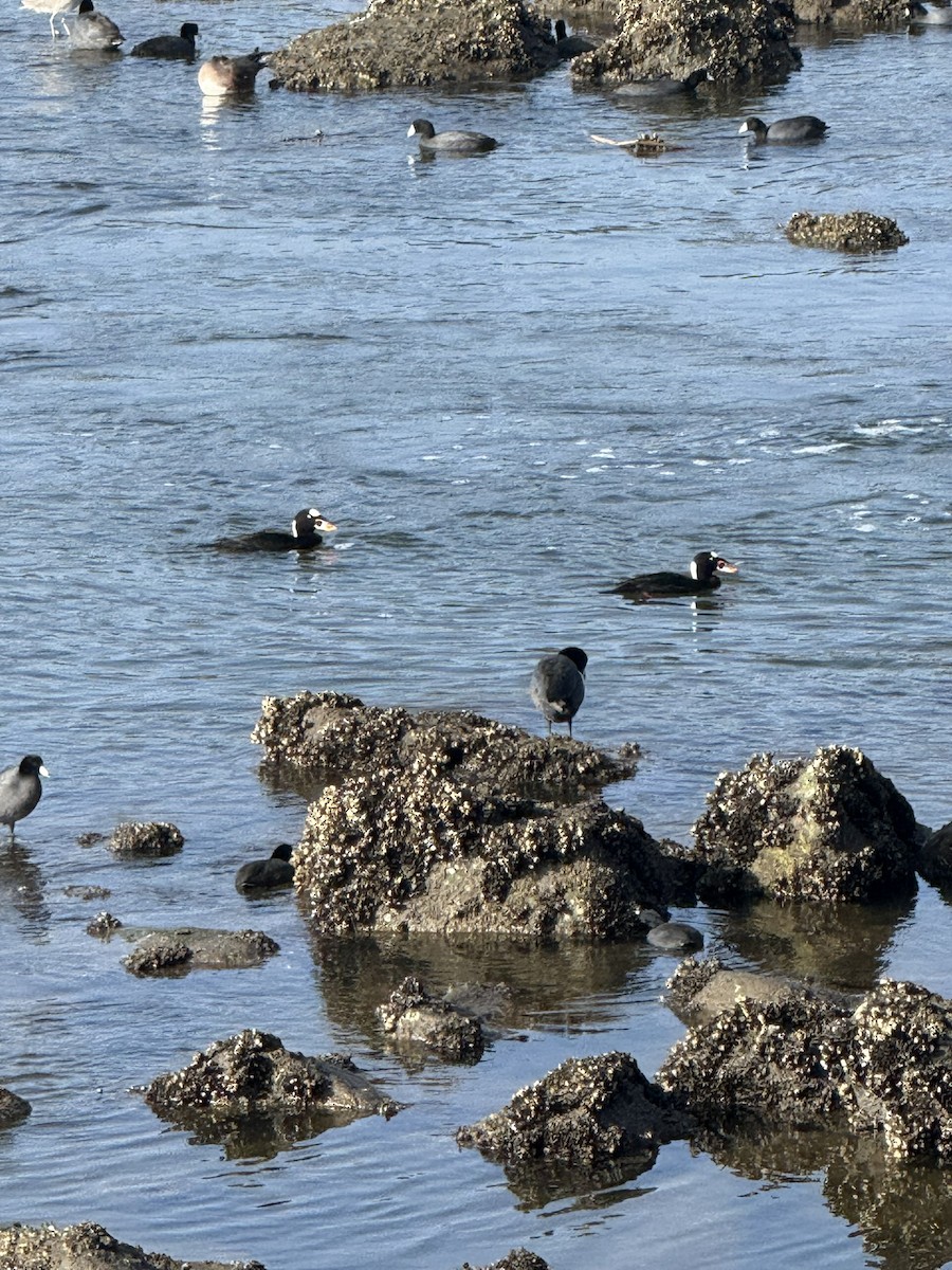 קטיפנית משברים - ML647112309