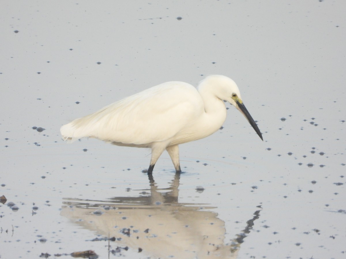 Чепура мала - ML647112310