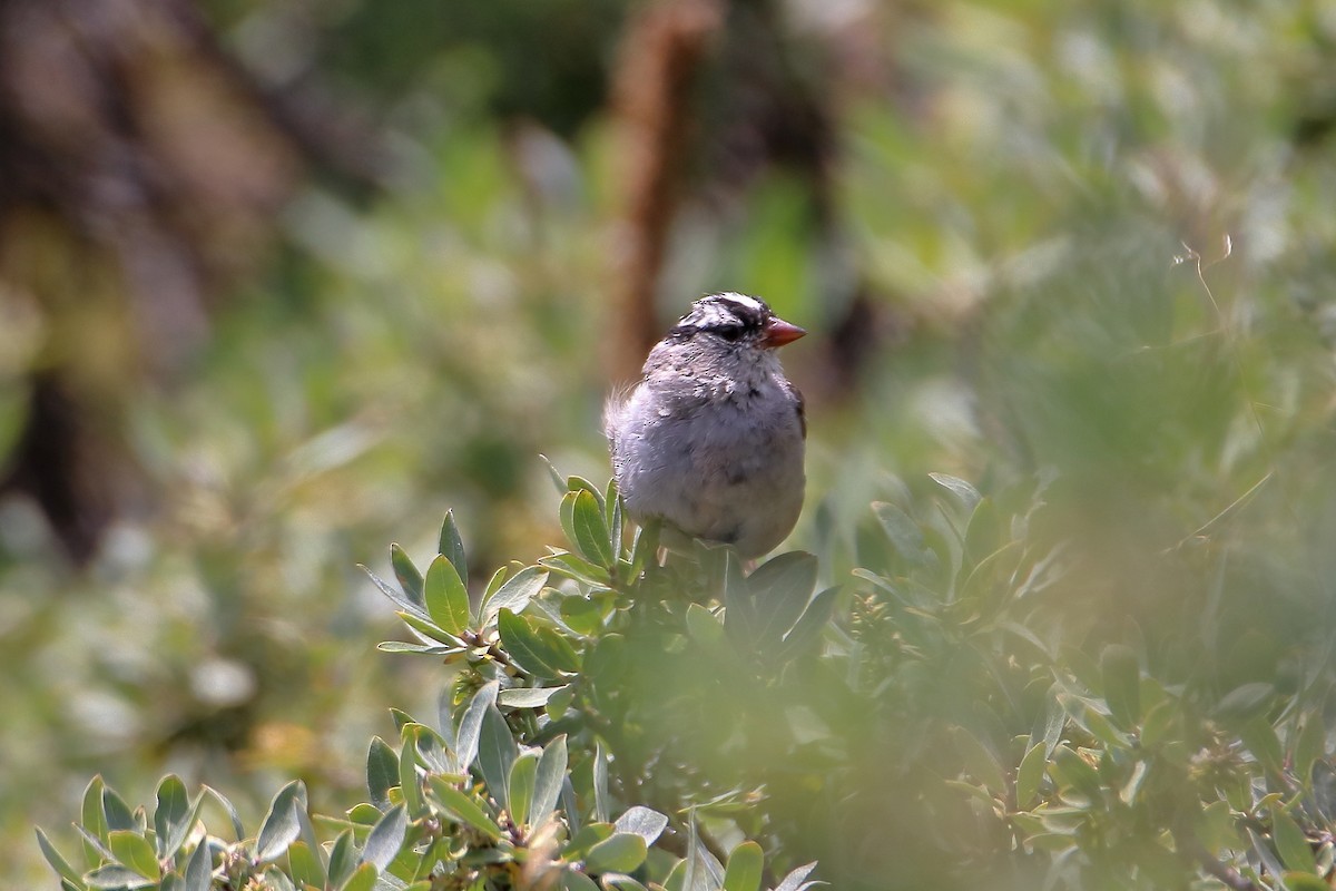 Бруант білобровий - ML647112311