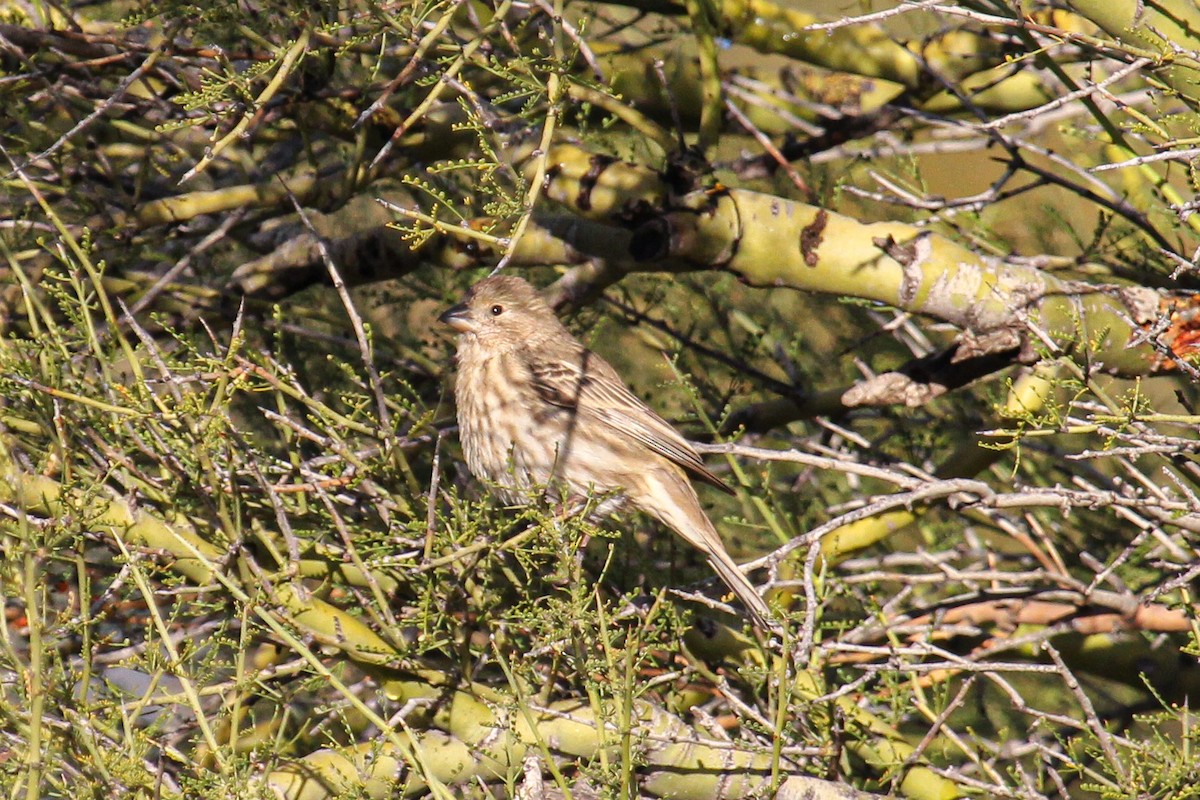 House Finch - ML647112312