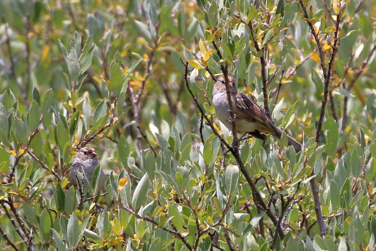 Бруант білобровий - ML647112313