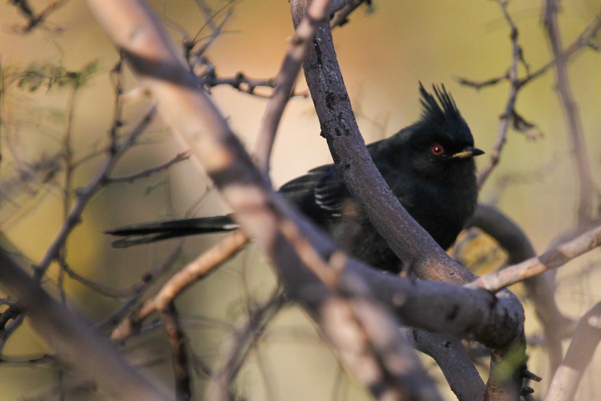 Чубак чорний - ML647112314