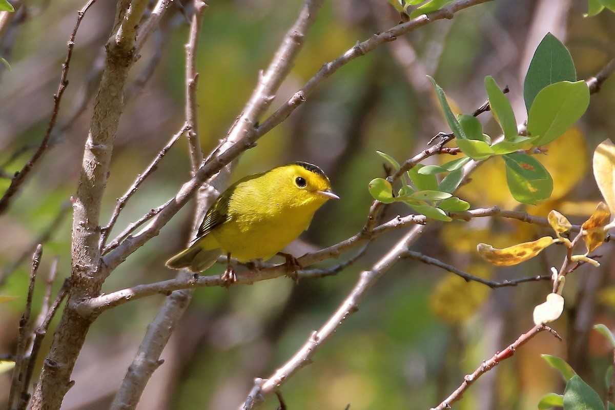 Болотянка мала - ML647112315