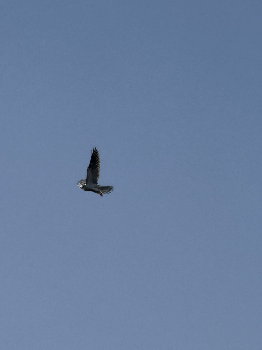 Шуліка білохвостий - ML647112316