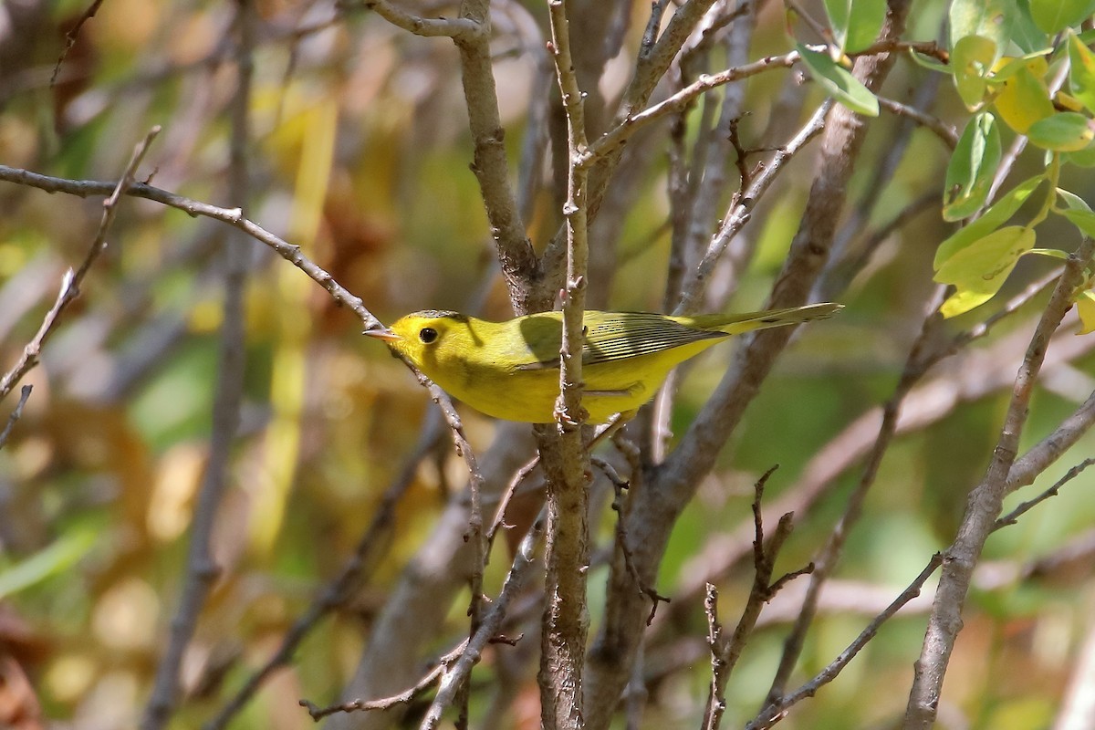 Болотянка мала - ML647112318