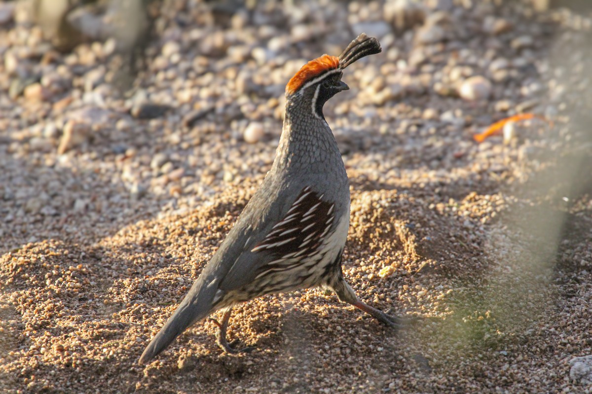 Перепелиця жовтогруда - ML647112319