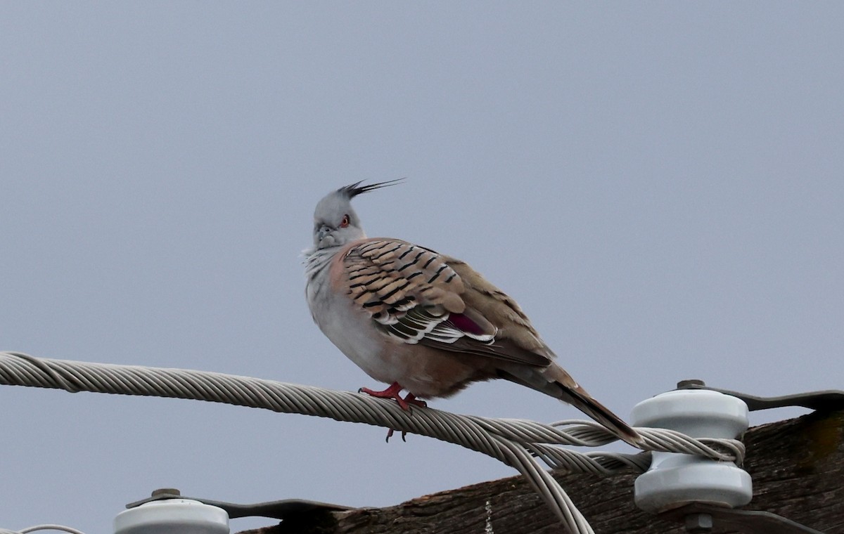 Голуб-бронзовокрил чубатий - ML647112320