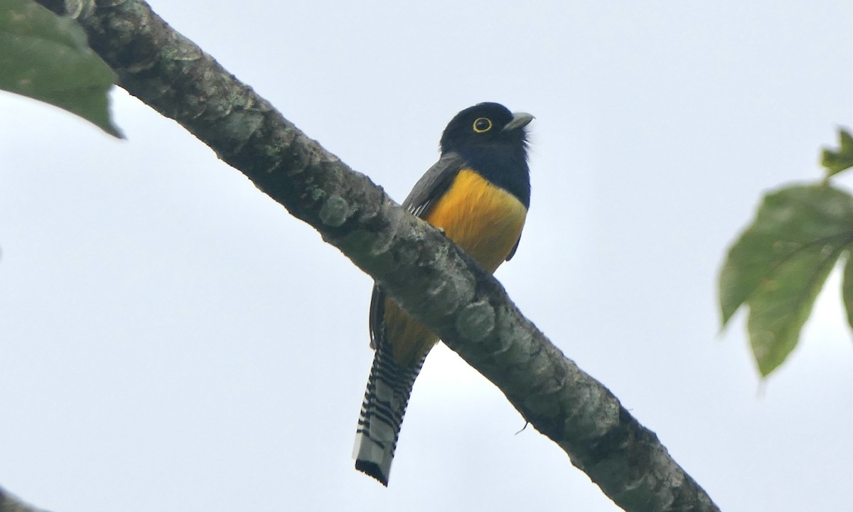 Gartered Violaceous Trogon - ML647112322